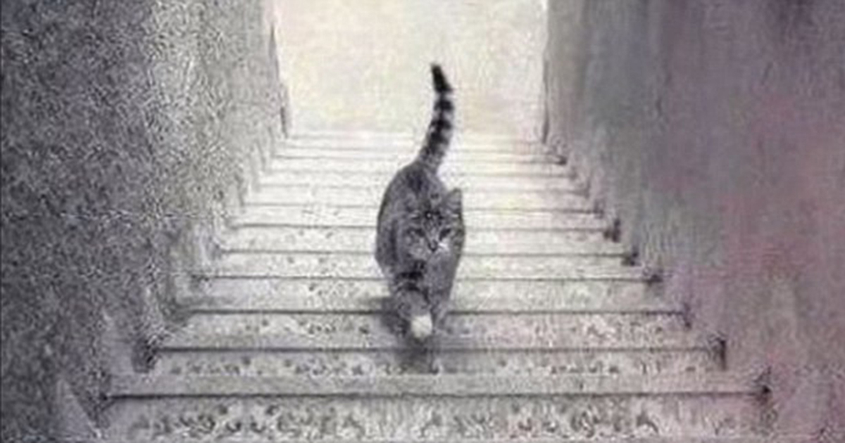 Is the cat going up or down the stairs?