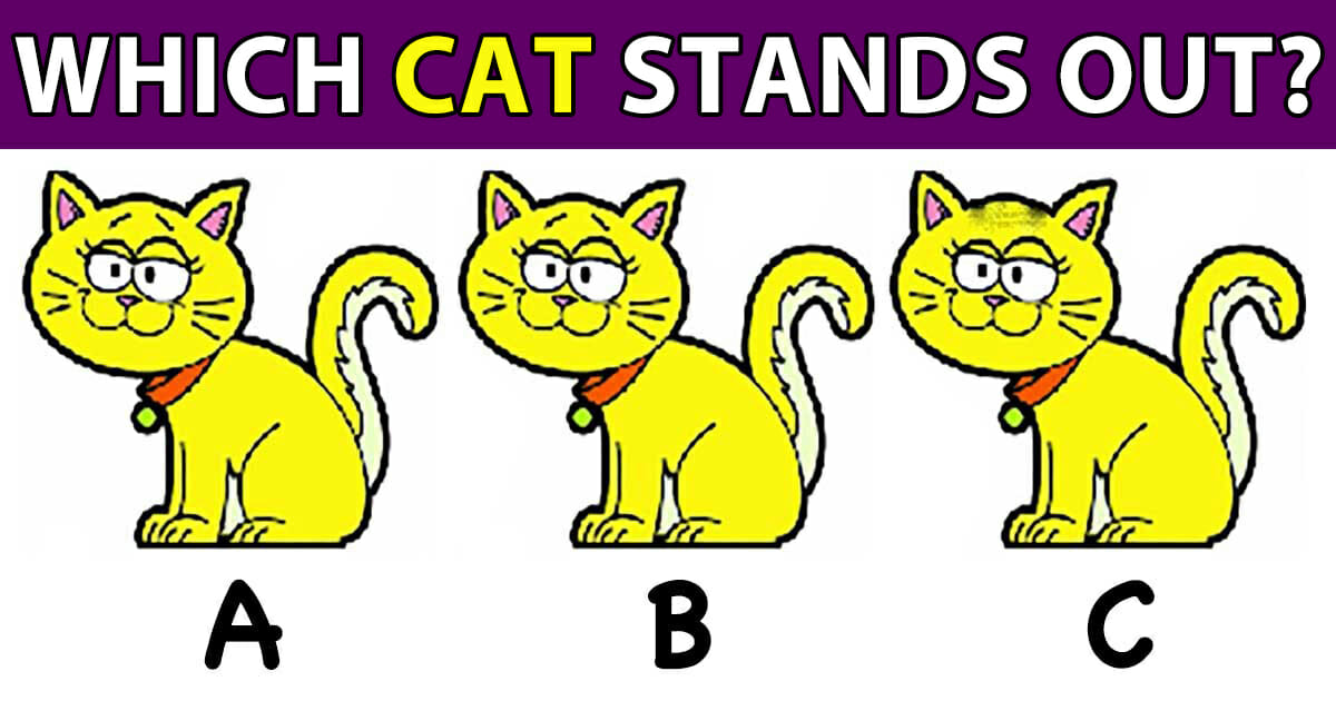 which cat stands out?