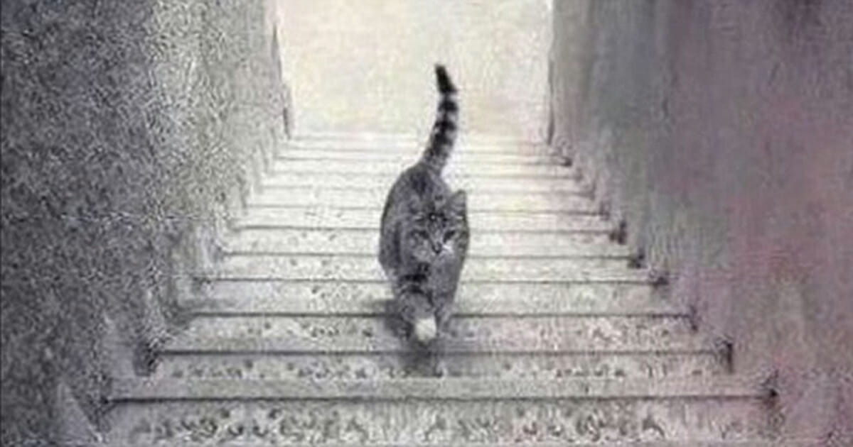 Cat walking up or down?