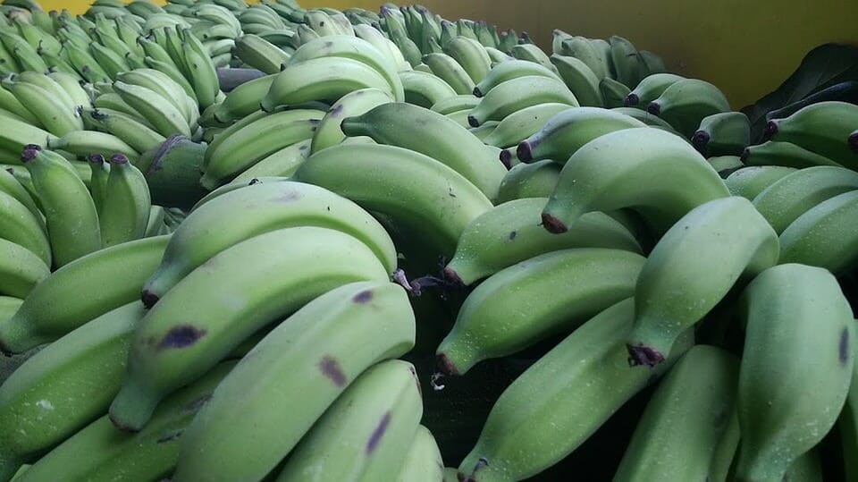 green bananas